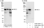 Detection of human RFC1 by western blot and immunoprecipitation.