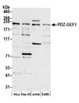 Detection of human PDZ-GEF1 by western blot.
