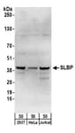 Detection of human SLBP by western blot.