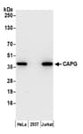 Detection of human CAPG by western blot.