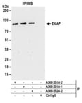 Detection of human E6AP by western blot of immunoprecipitates.
