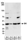 Detection of human and mouse QKI by western blot.