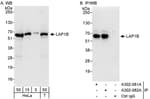 Detection of human LAP1B by western blot and immunoprecipitation.