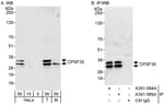 Detection of human and mouse CPSF30 by western blot (h&amp;m) and immunoprecipitation (h).