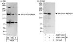 Detection of human JMJD1A/JHDM2A by western blot and immunoprecipitation.