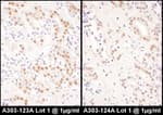 Detection of human NFIC by immunohistochemistry.