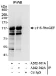 Detection of human p115-RhoGEF by western blot of immunoprecipitates.