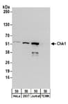 Detection of human Chk1 by western blot.
