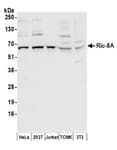 Detection of human and mouse Ric-8A by western blot.