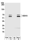 Detection of mouse SOX10 by western blot.