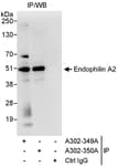 Detection of human Endophilin A2 by western blot of immunoprecipitates.