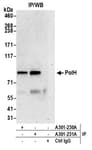 Detection of human PolH by western blot of immunoprecipitates.