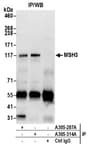 Detection of human MSH3 by western blot of immunoprecipitates.