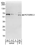 Detection of human PCTAIRE 2 by western blot.