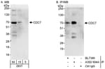 Detection of human CDC7 by western blot and immunoprecipitation.