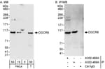 Detection of human DGCR8 by western blot and immunoprecipitation.