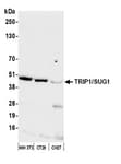 Detection of mouse TRIP1/SUG1 by western blot.