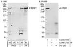 Detection of human and mouse EDD1 by western blot (h&amp;m) and immunoprecipitation (h).