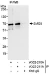 Detection of human SMG9 by western blot of immunoprecipitates.