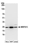 Detection of human MRPS15 by western blot.