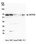 Detection of human and mouse CSTF64 by western blot.