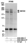 Detection of human GW182 by western blot of immunoprecipitates.