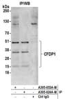 Detection of human CFDP1 by western blot of immunoprecipitates.