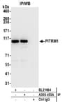 Detection of human PITRM1 by western blot of immunoprecipitates.