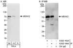 Detection of human MEKK2 by western blot and immunoprecipitation.