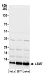 Detection of human LSM7 by western blot.