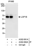 Detection of human LAP1B by western blot of immunoprecipitates.