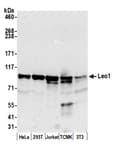 Detection of human and mouse Leo1 by western blot.