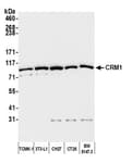 Detection of mouse CRM1 by western blot.