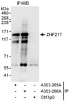 Detection of human ZNF217 by western blot of immunoprecipitates.