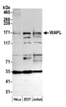 Detection of human WAPL by western blot.