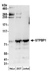 Detection of human GTPBP1 by western blot.
