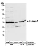 Detection of human and mouse Syntaxin 7 by western blot.