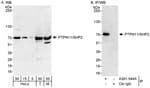 Detection of human and mouse PTPN11/SHP2 by western blot (h&amp;m) and immunoprecipitation (h).