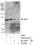 Detection of human VAV3 by western blot of immunoprecipitation.