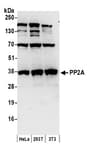 Detection of human and mouse PP2A by western blot.