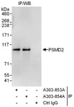 Detection of human PSMD2 by western blot of immunoprecipitates.