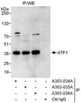 Detection of human ATF1 by western blot of immunoprecipitates.