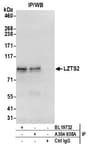 Detection of human LZTS2 by western blot of immunoprecipitates.