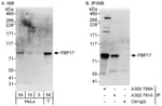 Detection of human FBP17 by western blot and immunoprecipitation.