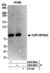 Detection of human COP1/RFWD2 by western blot of immunoprecipitates.