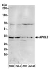 Detection of human APOL2 by western blot.