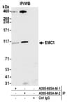 Detection of human EMC1 by western blot of immunoprecipitates.