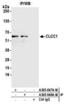 Detection of human CLCC1 by western blot of immunoprecipitates.