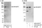 Detection of human ARHGEF5 by western blot and immunoprecipitation.