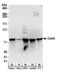 Detection of human and mouse CoAA by western blot.